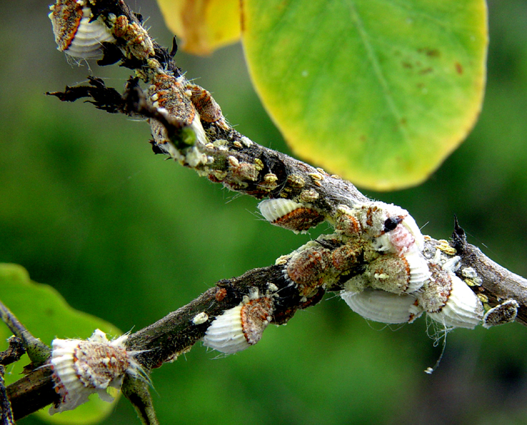 Cottony cushion scale (Icerya purchasi) infestation. Photo: H. Rogg, CDF.